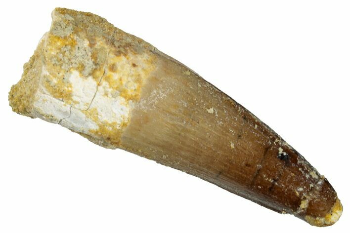 Fossil Spinosaurus Tooth - Real Dinosaur Tooth #269267